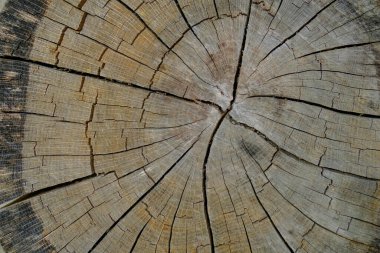 Ağaçların kesiştiği yer. Ahşap arka plan. Yakın plan. Boşluğu kopyala