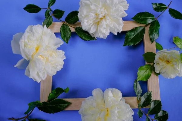 Белые Розы Ветви Крупным Планом Деревянной Рамке Голубой Принято Вид — стоковое фото