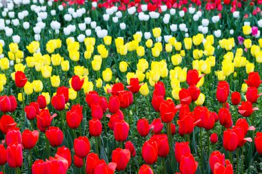 Lale. Lale güzel buket. renkli Lale.