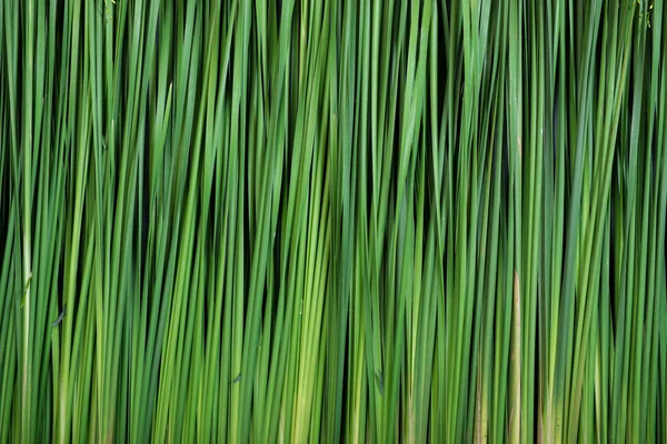 Groene plant achtergrond — Stockfoto