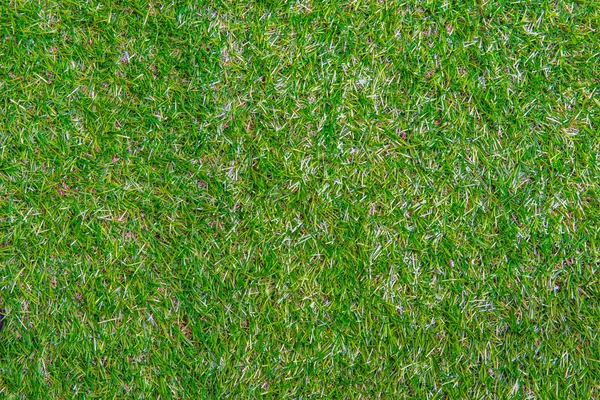 Green Grass Texture — Stock Photo, Image