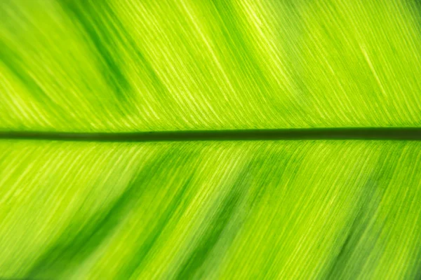 Eğreltiotu yaprağı arka planı — Stok fotoğraf