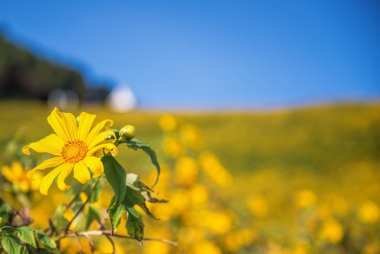 Sarı Meksika ayçiçeği
