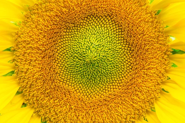 Krásný pylu ze slunečnice — Stock fotografie