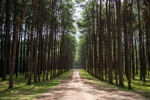 çam ağacı orman