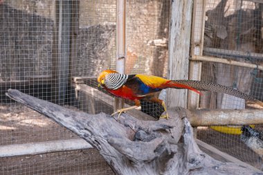 Gruptaki Siyam Fireback