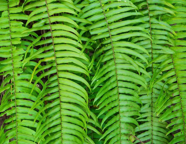 Foglie di felce verde — Foto Stock