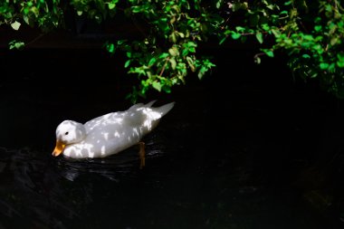  Gölette beyaz ördek