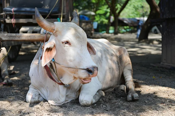 Kuhfuhrwerk in Thailand — Stockfoto