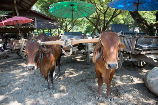 Wagen mit Kühen in Thailand — Stockfoto