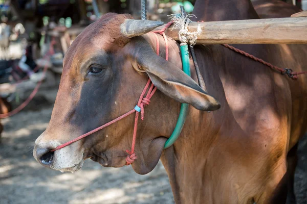 Coș de vacă în Thailanda — Fotografie, imagine de stoc