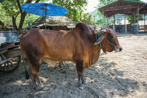 รถเข็นวัวในประเทศไทย — ภาพถ่ายสต็อก