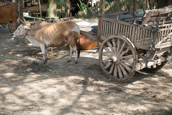 Cow cart in Thailand — Stock Photo, Image