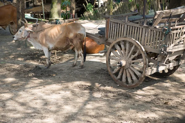 Kuhfuhrwerk in Thailand — Stockfoto