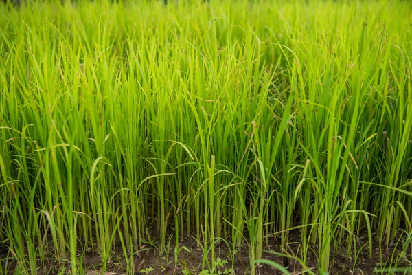 Педді-поле і молода рисова ялинка — стокове фото
