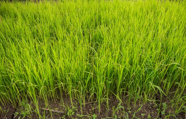 Campo de arroz y árbol de arroz joven — Foto de Stock