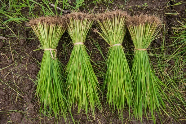 Paddy Feld und junger Reisbaum — Stockfoto