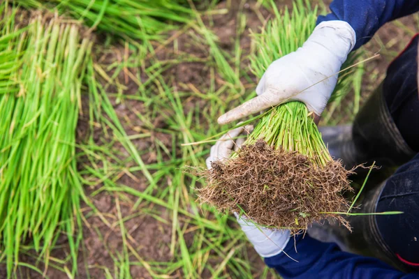 Campo de arroz y árbol de arroz joven — Foto de Stock