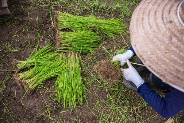 Câmpul Paddy și copacul de orez tânăr — Fotografie, imagine de stoc