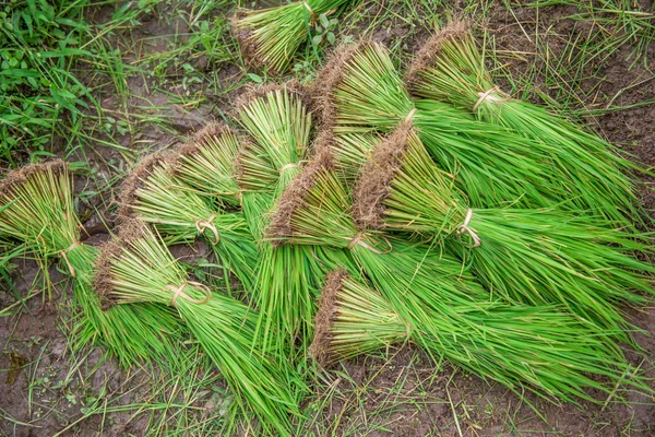 Campo de arroz y árbol de arroz joven — Foto de Stock