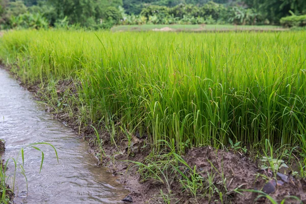 Paddy Field és fiatal rizs fa — Stock Fotó