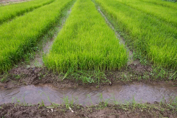 Paddy Field és fiatal rizs fa — Stock Fotó