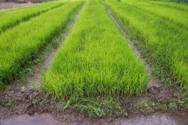 Paddy Field e giovane albero di riso — Foto Stock