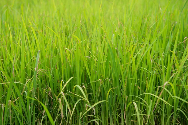 Campo de arroz y árbol de arroz joven — Foto de Stock