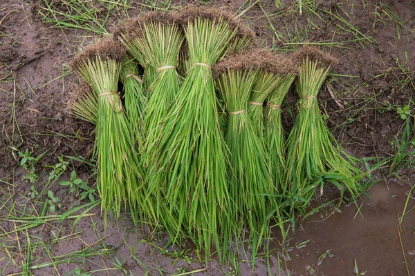 Педді-поле і рисові рослини — стокове фото