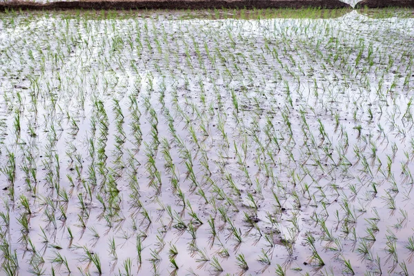 Paddy field és a fiatal rizs — Stock Fotó