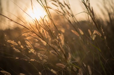 Güneş ışığı ile çim yaprak