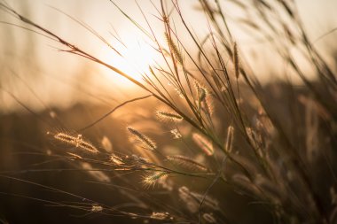 Güneş ışığı ile çim yaprak