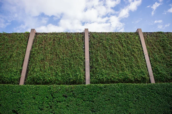 Grande parete naturale verde — Foto Stock