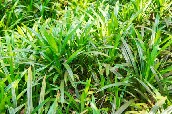 Antecedentes de la hoja pandanus — Foto de Stock