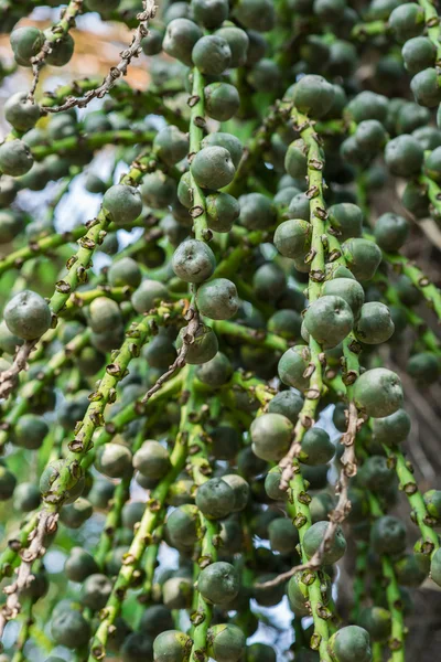 Sugar Palm Seed on tree — Stock Photo, Image