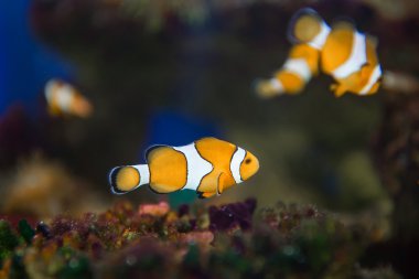 Nemo (palyaço balığı, tehlikede, Amphiprioninae) 