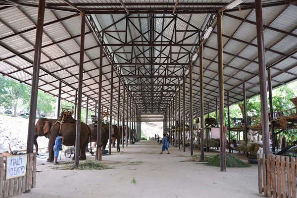 大象在泰国大象保护中心 — 图库照片