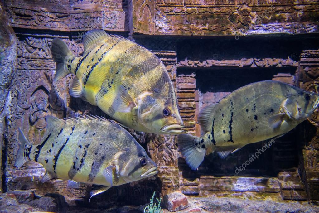Siamese Tiger Fish Swimming Underwater Fish Tank At Aquarium Fish Tiger Stock Photo Alamy
