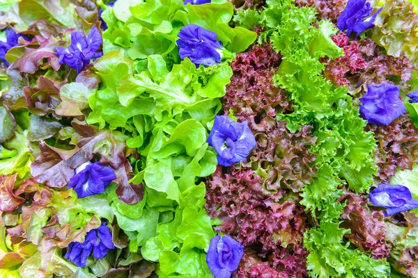 Зелений салат і овочі — стокове фото