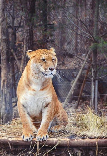 Oturma tiger Hayvanat Bahçesi — Stok fotoğraf