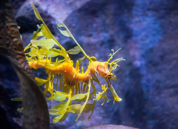 Yapraklı deniz ejderhası — Stok fotoğraf