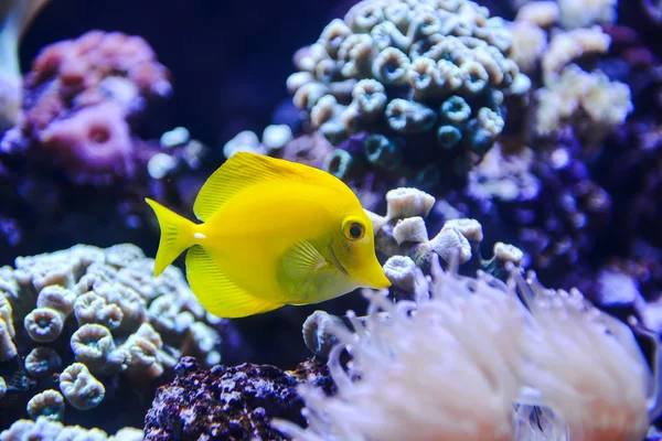 Kleiner gelber Fisch — Stockfoto