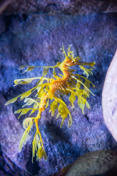 Leafy Sea dragon — Stock Photo, Image