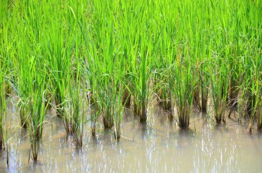 Paddy Field ve Young Rice Tree