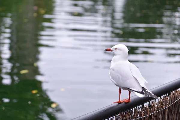 Perchoirs de mouettes sur la clôture — Photo