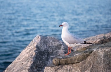 martı tünemiş bir kayanın üzerinde