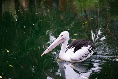 Avustralya pelikanı