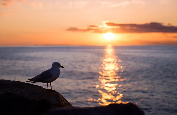 Mouette sur la côte — Photo