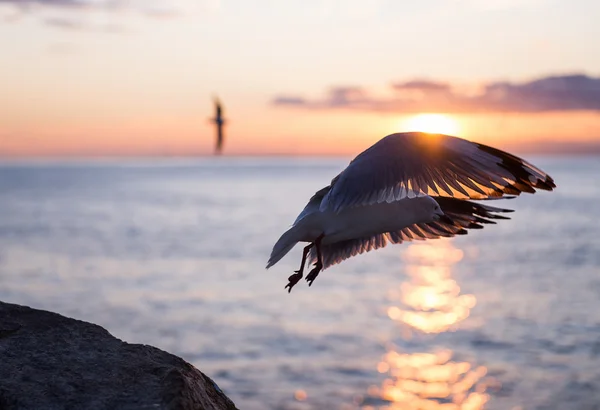 Gaivota na costa — Fotografia de Stock