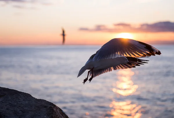 Чайка на побережье Лицензионные Стоковые Фото